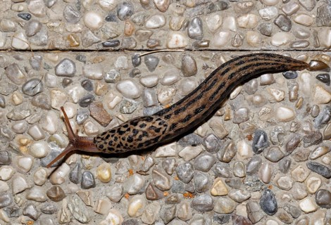 Giant Garden Slug (Limax maximus)