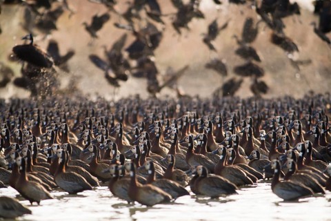 Flock of White-faced Whistling Ducks (Dendrocygna viduata)