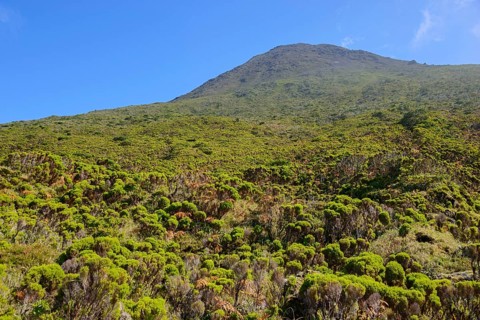 Mount Pico