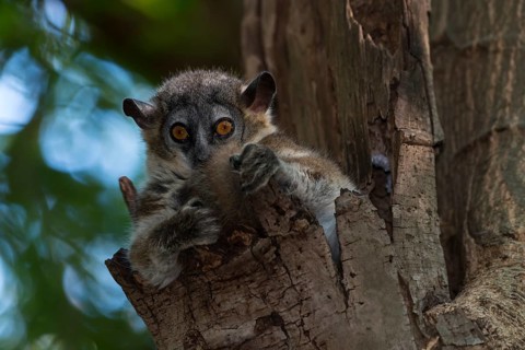 White-footed Sportive Lemur (Lepilemur leucopus)