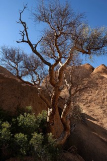 Blue-leaved corkwood (Commiphora glaucescens)