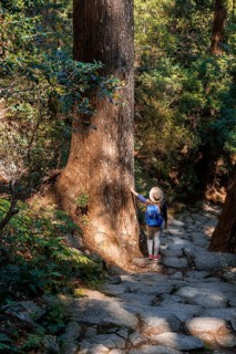 Hiker stands between big old trees