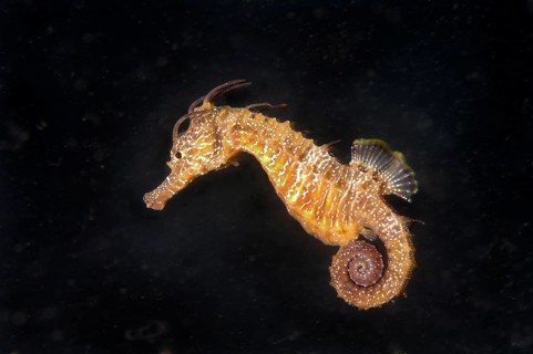 Short-snouted Seahorse (Hippocampus hippocampus)