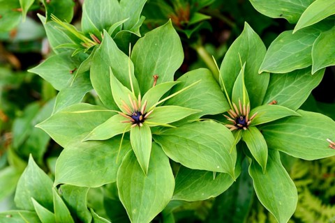 Ysander (Pachysandra)