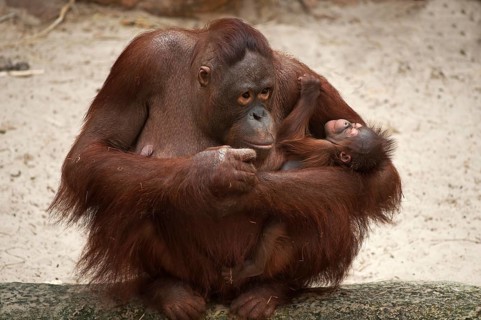 Orangutan (Pongo pygmaeus)