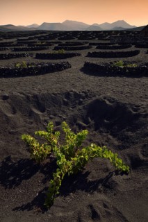 Worldwide unique viniculture