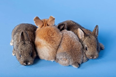 Four Domestic Rabbits (Oryctolagus cuniculus forma domestica)