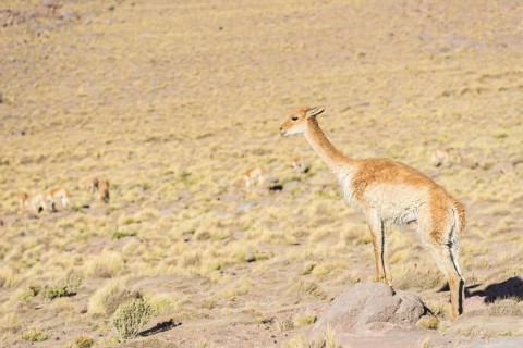 Vicuna (Vicugna vicugna) in the highland