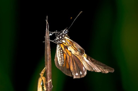Newly hatched butterfly of a Heliconius species