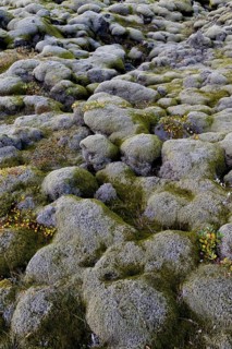 Lava rocks overgrown by Elongate Rock Moss (Racomitrium elongatum)