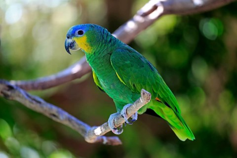 Orange-winged Amazon (Amazona amazonica)