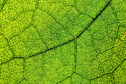 Green leaf