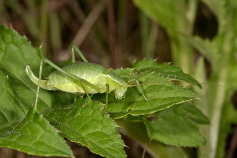 Large Speckled Bush-Cricket (Isophya pyrenea)