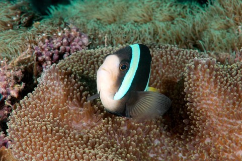 Sebae Anemonefish (Amphiprion sebae)