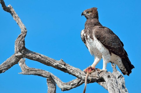 Martial Eagle (Polemaetus bellicosus)