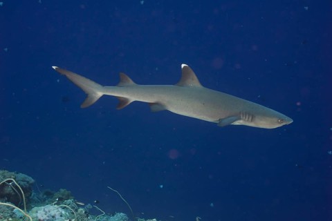 Whitetip reef shark (Triaenodon obesus)