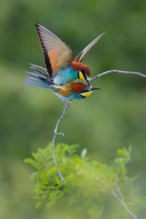 European Bee-eaters (Merops apiaster)