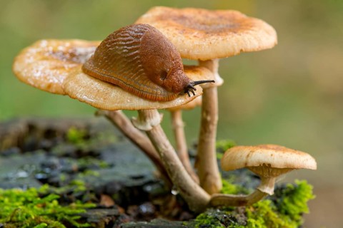 Spanish Slug (Arion vulgaris) on a Dark Honey Fungus (Armillaria ostoyae)