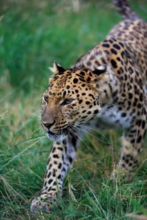 Amur Leopard (Panthera pardus orientalis)