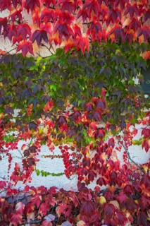 Japanese Creeper