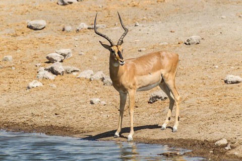 Black-faced Impala (Aepyceros melampus petersi)