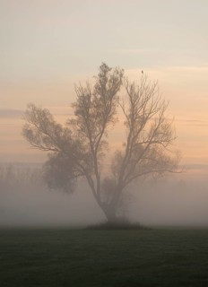 Solitary Crack Willow or Brittle Willow (Salix fragilis)