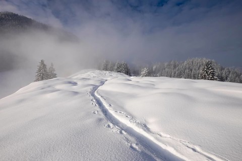Tracks in the snow