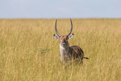 Defassa Waterbuck (Kobus ellipsiprymnus defassa)