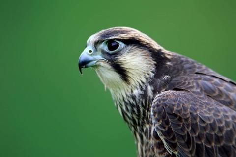 Lanner Falcon (Falco biarmicus)
