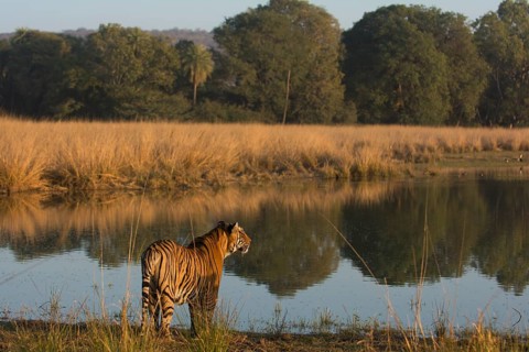 Wild tiger (Panthera tigris) standing at the edge of a lake by the forest in Ranthambore National Park