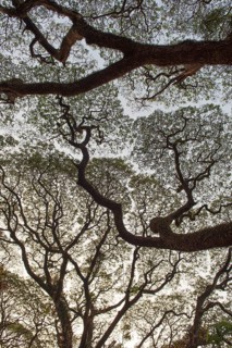 Raintree (Samanea saman)