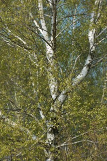 Birch trees (Betula pendula)
