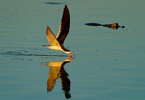 Black Skimmer (Rynchops niger) in flight fishing