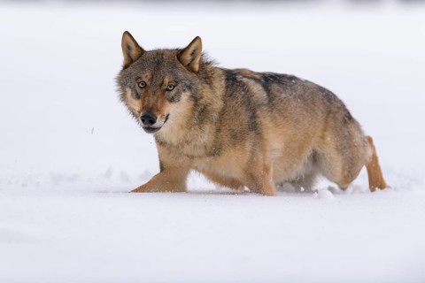 Gray wolf (Canis lupus)