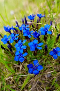 Spring Gentian (Gentiana verna)