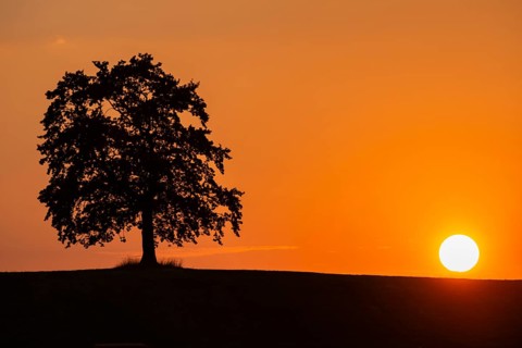 Oak at sunset