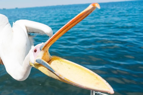 Great White Pelican (Pelecanus onocrotalus) with opened beak