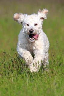 Labradoodle