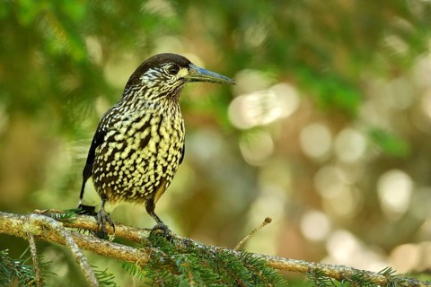 Nutcracker (Nucifraga caryocatactes)