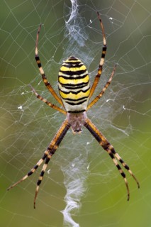 Orb-weaving Spider (Argiope bruennichi)