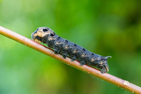 Elephant Hawk-moth (Deilephila elpenor)