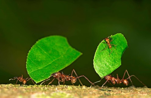 Workers of Leafcutter Ants (Atta cephalotes) carrying leaf pieces into their nest