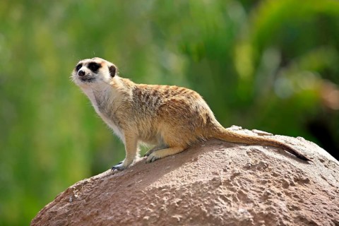 Meerkat (Suricata suricatta)