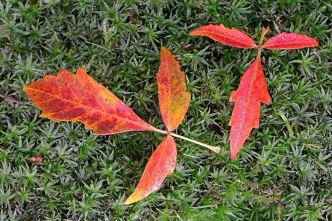 Autumn leaves of Paperbark Maple (Acer griseum)