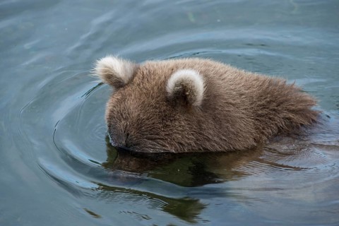 Brown Bear (Ursus arctos)