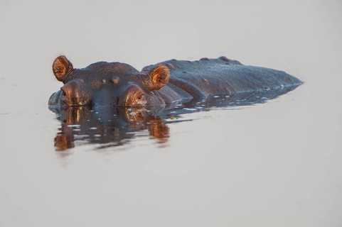 Hippopotamus (Hippopotamus amphibius)