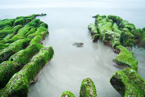 Green seaweed on rocky seacoast