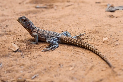Iguanid Lizard