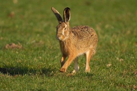 Hare (Lepus europaeus) running in a meadow