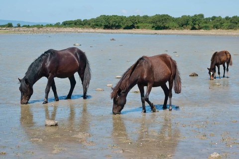 Wild horses with a foal at the pond of Pauli Majori